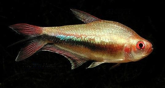 Red-eye Emperor Tetra Red-eye Emperor Tetra
